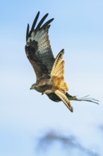 Red Kite, Milvus milvus, bird in flight