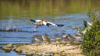 Common Redshank, Tringa totanus on marshes with Common Shelduck, Tadorna tadorna in background