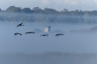 Cranes flying in the fog over a landscape with a tower, Crane (Grus grus) wildlife, Western