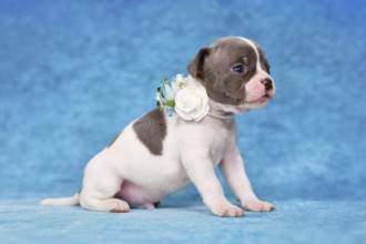 Pied young dog puppy with flower collar on blue studio background