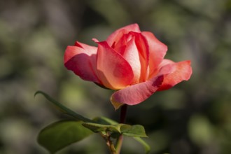 Red blossom of the hybrid tea rose (Rosa), North Rhine-Westphalia, Germany, Europe