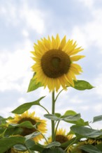 Flowering sunflower (Helianthus annuus), sunflower field, North Rhine-Westphalia, Germany, Europe