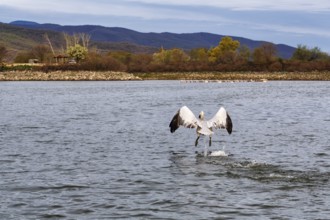 Dalmatian Pelican (Pelecanus crispus) flying off, Lake Kerkini, Lake Kerkini, Central Macedonia,