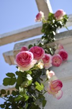 Blooming pink and white roses in Rosedal, the rose garden in Buenos Aires, Argentina, South America