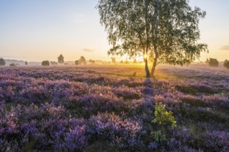 Heath landscape, flowering heather (Calluna vulgaris), birch (Betula), backlit at sunrise, morning