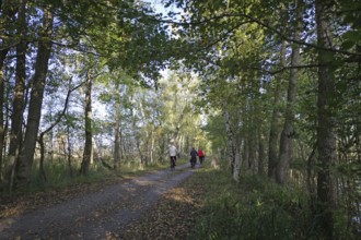 Forest path with walkers, surrounded by dense trees and falling leaves, Speck, Müritz National