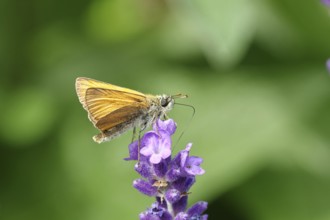 Large skipper (Ochlodes venatus), collecting nectar from a flower of Common lavender (Lavandula