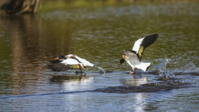 Common Shelduck, Tadorna tadorna birds in fight on water