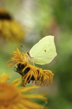 Lemon butterfly (Gonepteryx rhamny) on a yellow flower of a Great Telekie (Telekia speciosa),