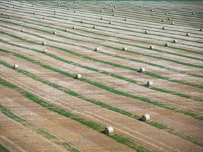 Straw bales on a harvested field, drone photo. Gotha, Thuringia, Germany, Europe