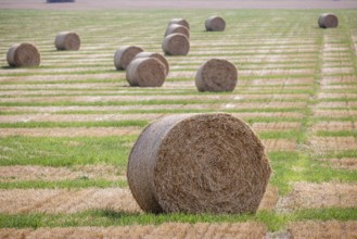 Straw bales on a harvested field near Gotha, Thuringia, Germany, Europe