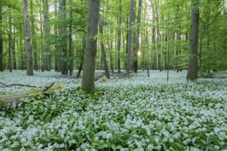 Near-natural deciduous forest with flowering wild garlic (Allium ursinum), sun star, Hainich