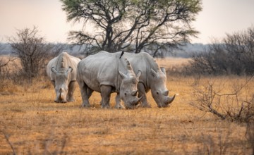 Southern white rhinoceros (Ceratotherium simum simum), three rhinos grazing in the evening light,