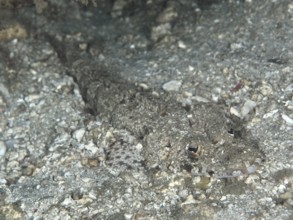 A camouflaged shallow Celebes crocodile fish (Thysanophrys celebica) in grey colours lies on a