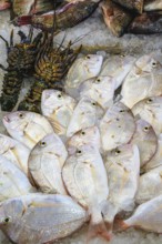 Red Sea Fish, Fish Market in Hurghada, Egypt, Africa