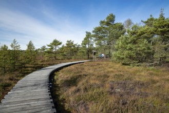 Plank path through the Black Moor, Scots pines (Pinus sylvestris), blue sky, near Fladungen,