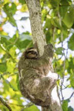 Brown-throated sloth (Bradypus variegatus) in a tree, Cahuita National Park, Costa Rica, Central