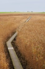 Low water, reeds, boardwalk, mudflats, Dollart, Nieuwe Statenzijl, Netherlands