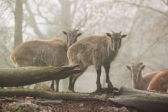 A group of Himalayan Tahr (Hemitragus jemlahicus) stands or rests in a small clearing in the forest