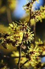 Flowering witch hazel (Hamamelis intermedia), January, Germany, Europe