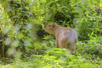 A (greater) capybara (Hydrochoerus hydrochaeris) searches for food in the dense riparian vegetation