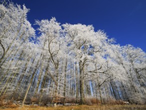 Beech woodland (Fagus sylvatica), covered in hoarfrost against a deep blue sky in winter, beside