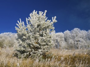 Mixed woodland and meadow, covered in hoarfrost against a deep blue sky in winter, beside Breuna,