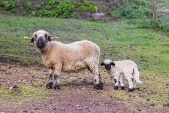 A female Valais Blacknose sheep and its lamb (Avis Aries) stand on a pasture on hilly ground