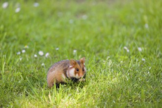 A European hamster (Cricetus cricetus), Eurasian hamster, black-bellied hamster or common hamster,