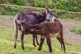 A female domestic donkey, Equus (africanus) asinus nurses her young on a green paddock