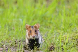 A European hamster (Cricetus cricetus), Eurasian hamster, black-bellied hamster or common hamster,