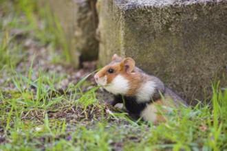 A European hamster (Cricetus cricetus), Eurasian hamster, black-bellied hamster or common hamster,