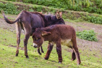 A female domestic donkey, Equus (africanus) asinus nurses her young on a green paddock