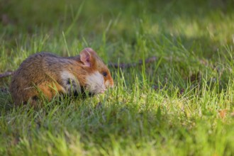 A European hamster (Cricetus cricetus), Eurasian hamster, black-bellied hamster or common hamster,