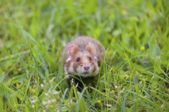 A European hamster (Cricetus cricetus), Eurasian hamster, black-bellied hamster or common hamster,