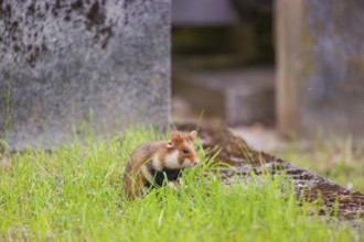 A European hamster (Cricetus cricetus), Eurasian hamster, black-bellied hamster or common hamster,