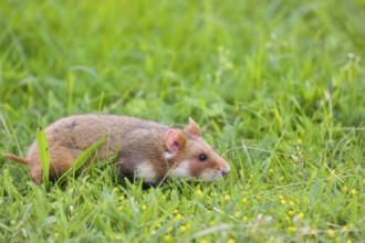 A European hamster (Cricetus cricetus), Eurasian hamster, black-bellied hamster or common hamster,