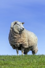 White domestic sheep ewe with thick wool coat in meadow in spring, North Frisia,