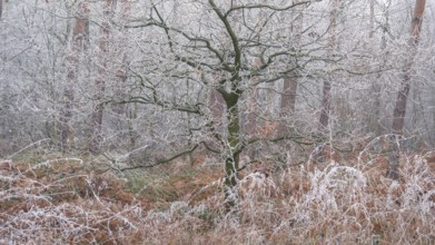 View of a tree frozen with hoarfrost in the forest, landscape photo, nature photo, flora, fauna,