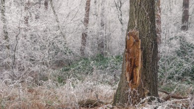 View of a damaged tree frozen with hoarfrost in the forest, landscape photo, nature photo, flora,