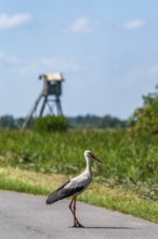 White stork (Ciconia ciconia) crossing a country road in the Szczecin Lagoon nature park Park,