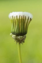 Withered dandelion (Taraxacum), in front of the dandelion opens, the seed head is like a soft brush