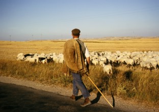 Shepherd and sheep, northern Meseta, Spain 1964