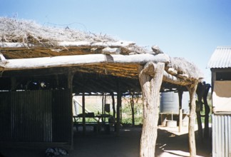 Melbourne Grammar School expedition, Northern Territory, Australia, 1956, Curtin Springs cattle