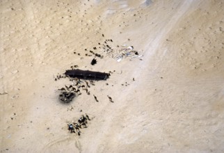 Nomadic cattle breeding with a shade tent for camels, sheep and goats in the desert, Saudi Arabia