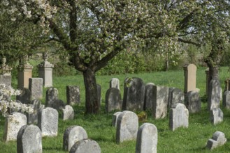 Flowering cherry trees (Prunus avium) in the Jewish cemetery, laid out in 1734, last burial in