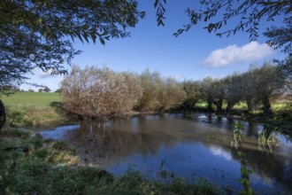 Wicker (Salix viminalis) and silver willow (Salix albaum) a target, water bodies formed from dead