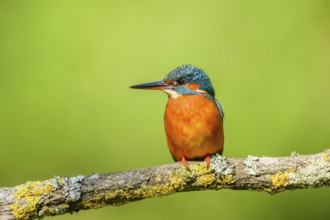 Common kingfisher (Alcedo atthis) sitting on a branch with autumncolours, wildife, Catalonia,