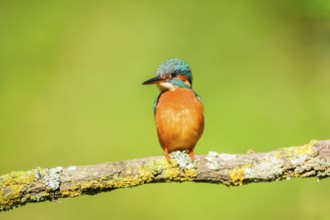 Common kingfisher (Alcedo atthis) sitting on a branch with autumncolours, wildife, Catalonia,