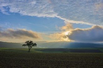 A lone apple tree (Malus Domestica), in a field at sunrise, surrounded by dramatic sky and rays of